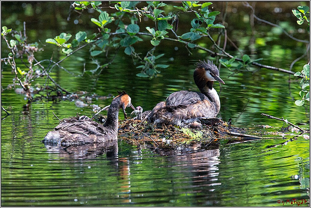 Eisvogel Nette, 19.05.2018, Haubentaucher,