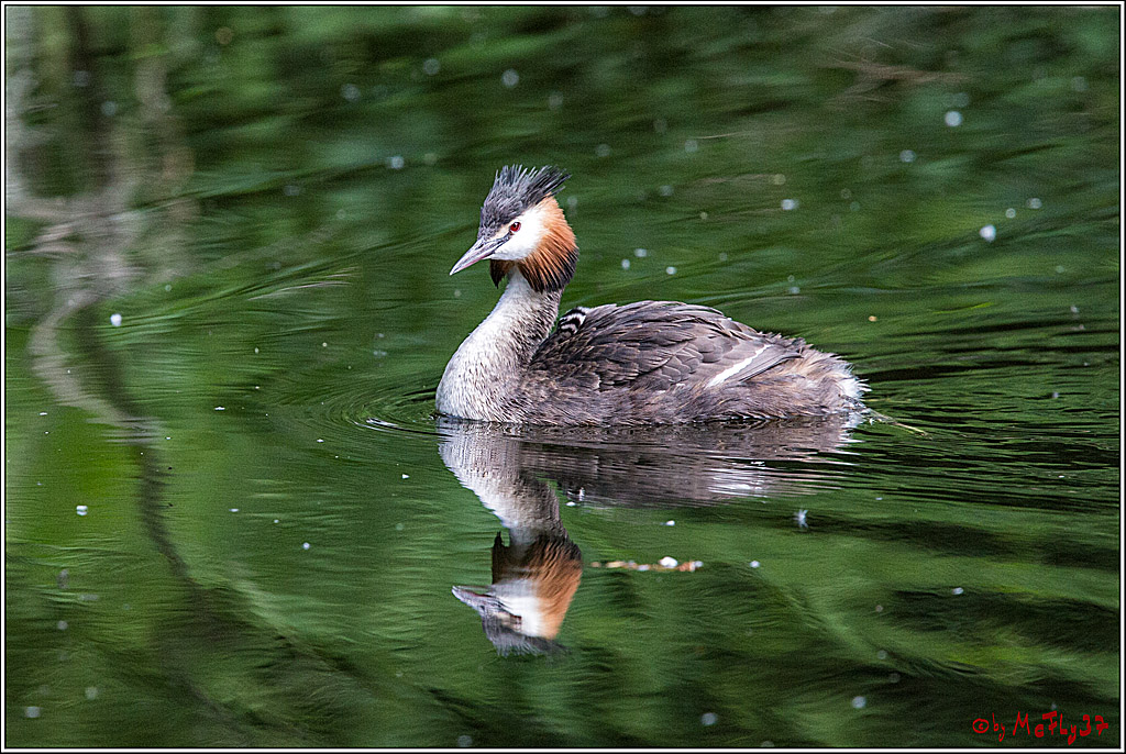 Eisvogel Nette, 19.05.2018, Haubentaucher,