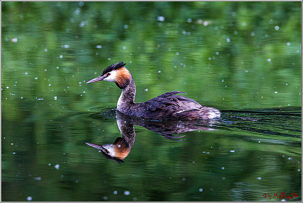 Eisvogel Nette, 19.05.2018, Haubentaucher,