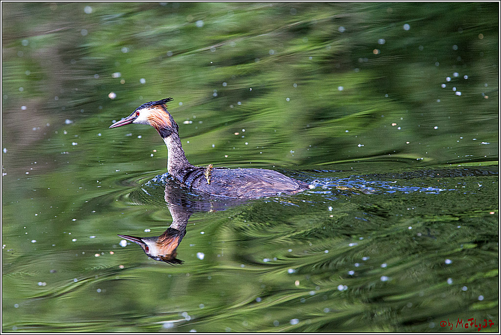 Eisvogel Nette, 19.05.2018, Haubentaucher,