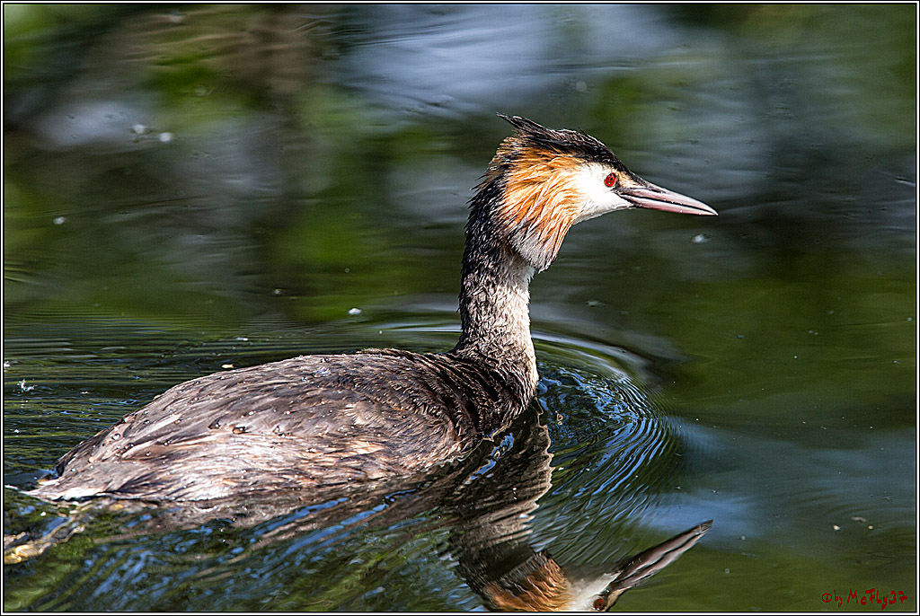 Eisvogel Nette, 19.05.2018, Haubentaucher,
