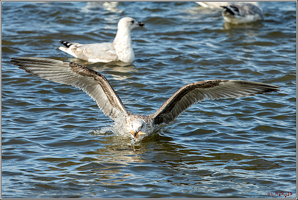 PWA - Mercedes-Benz - World Windsurfing Tour Sylt 2019  - Freestyle Men - Wave Men; Sylt Westerland, 06.10.2019