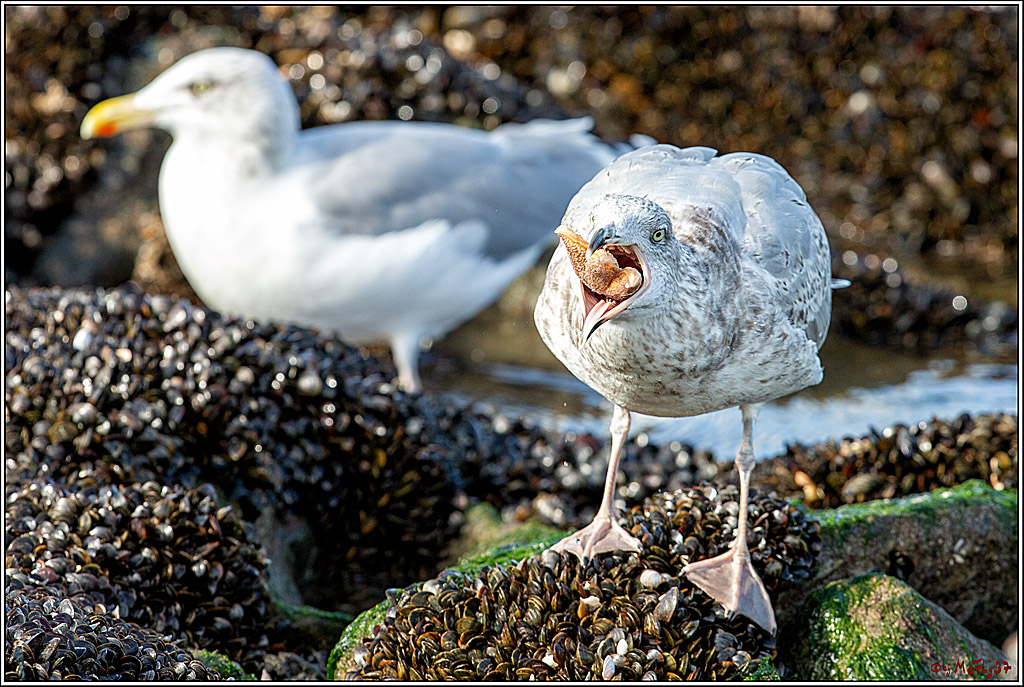 PWA - Mercedes-Benz - World Windsurfing Tour Sylt 2019  - Freestyle Men - Wave Men; Sylt Westerland, 06.10.2019