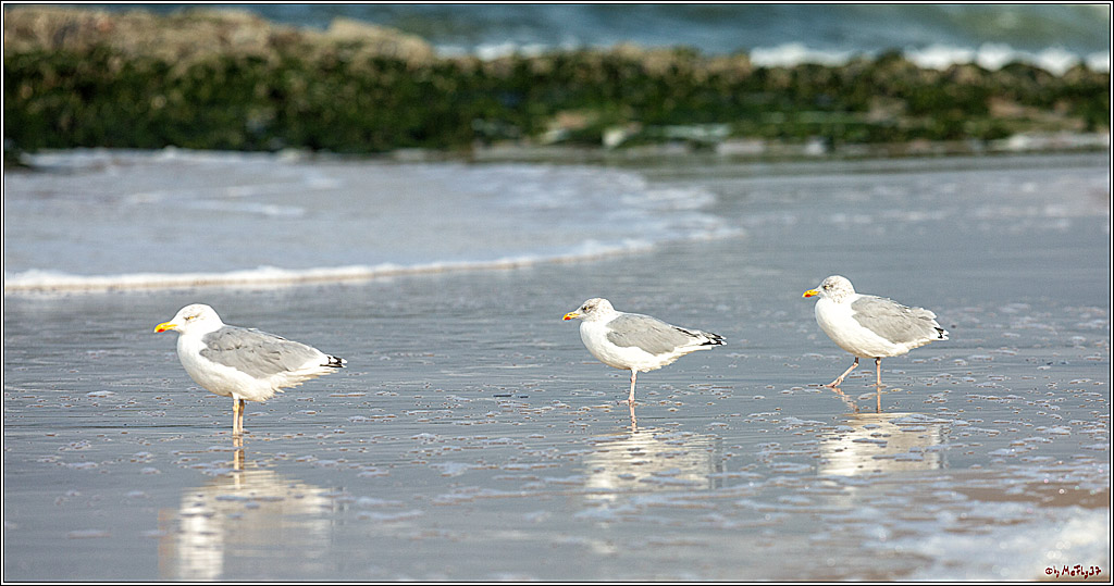 PWA - Mercedes-Benz - World Windsurfing Tour Sylt 2019  - Freestyle Men - Wave Men; Sylt Westerland, 02.10.2019