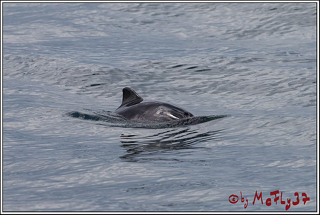 SPEEDSAILING Rostock, 08.07.2017, Segeln, Aktion, Action, Sport, Wassersport,