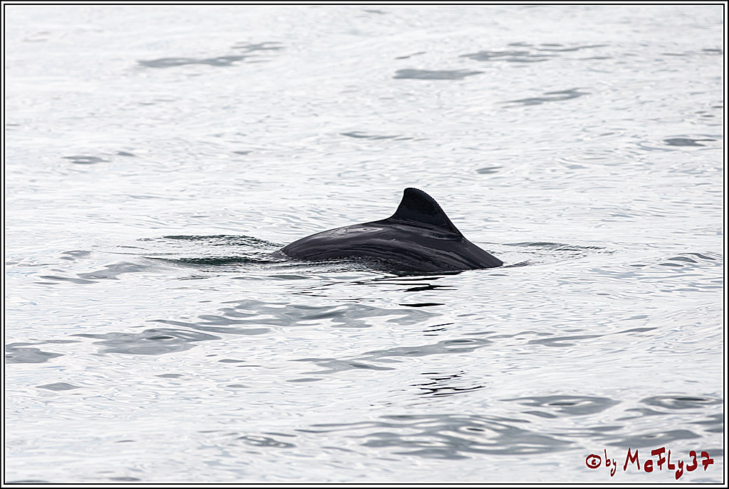 SPEEDSAILING Rostock, 08.07.2017, Segeln, Aktion, Action, Sport, Wassersport,