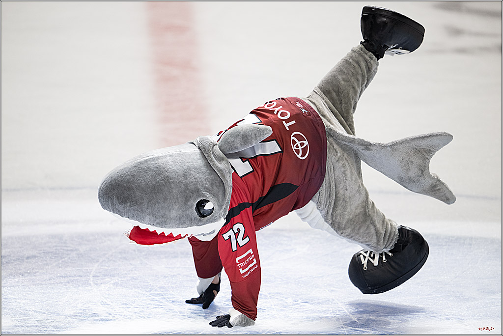 PENNY DEL 1; Kölner Haie - ERC Ingolstadt; Köln, 10.10.2025