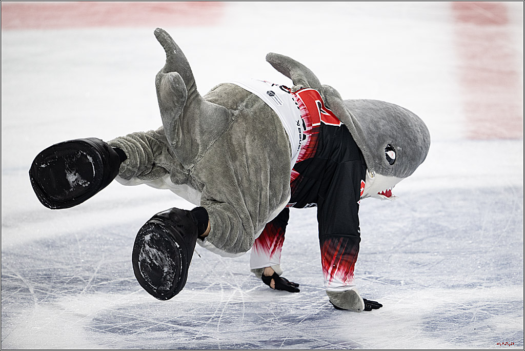 PENNY DEL 1; Kölner Haie - Straubing Tigers; Köln, 19.10.2025