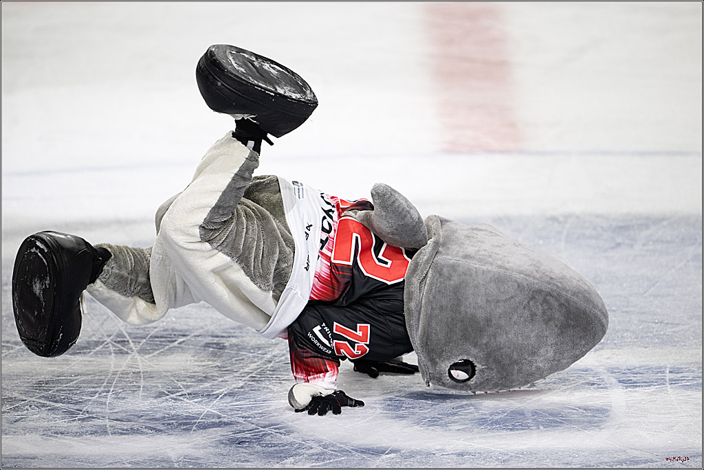 PENNY DEL 1; Kölner Haie - Straubing Tigers; Köln, 19.10.2025