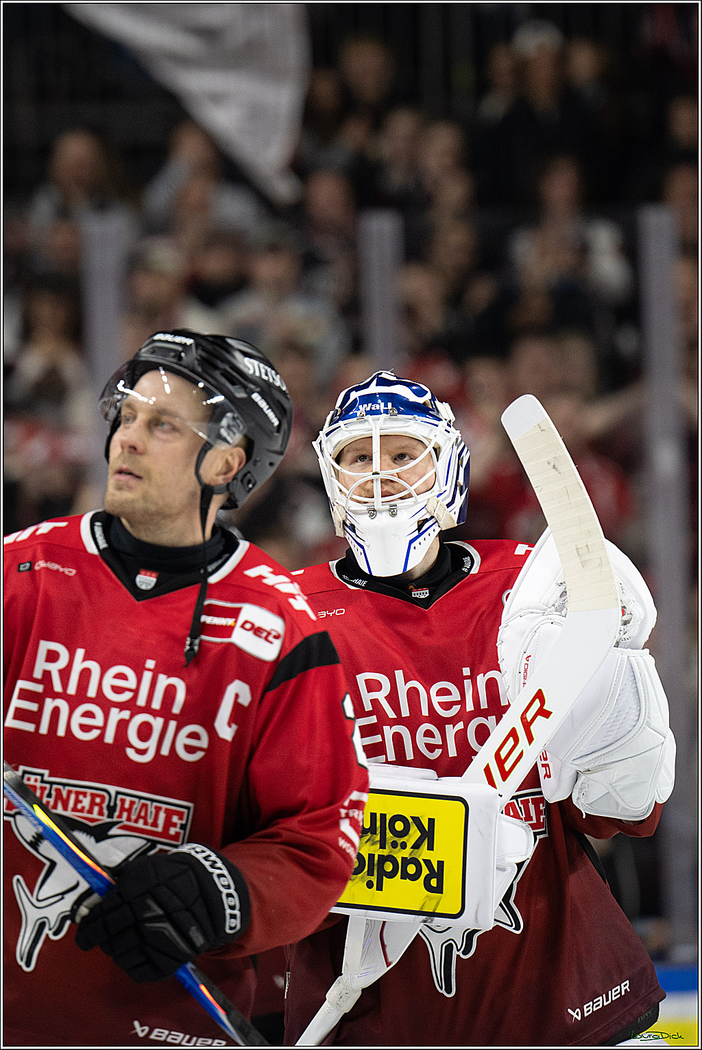 PENNY DEL; Kölner Haie-Grizzlys Wolfsburg; Köln, 18.12.2025