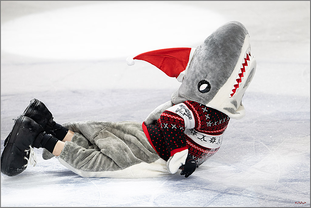 PENNY DEL: Kölner Haie - Fischtown Pinguins Bremerhaven; Köln, 26.12.2025