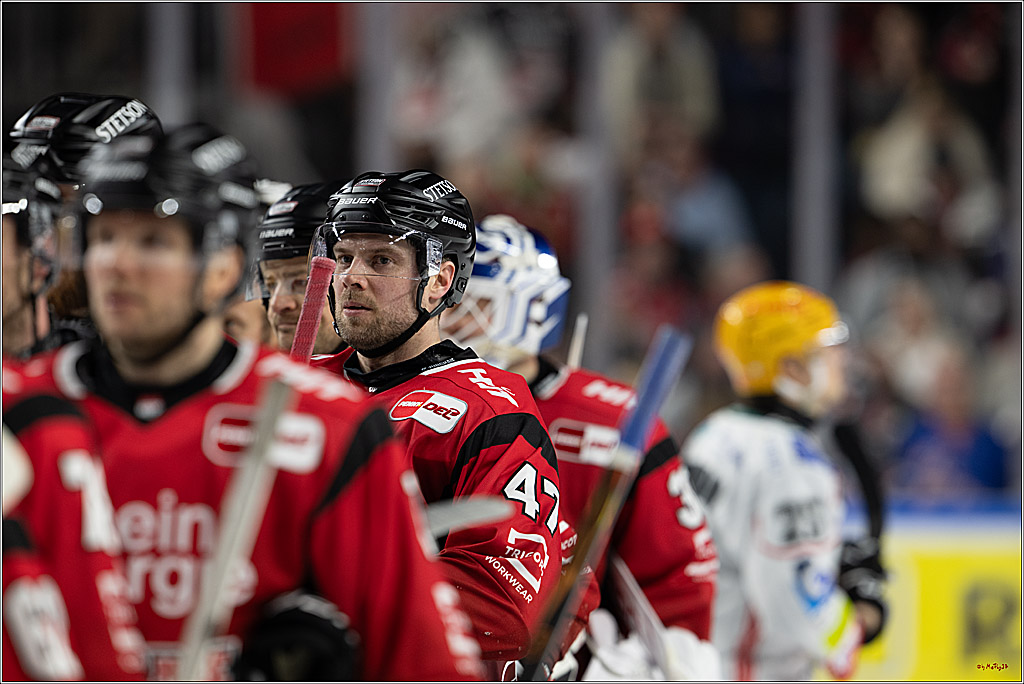 PENNY DEL: Kölner Haie - Fischtown Pinguins Bremerhaven; Köln, 26.12.2025