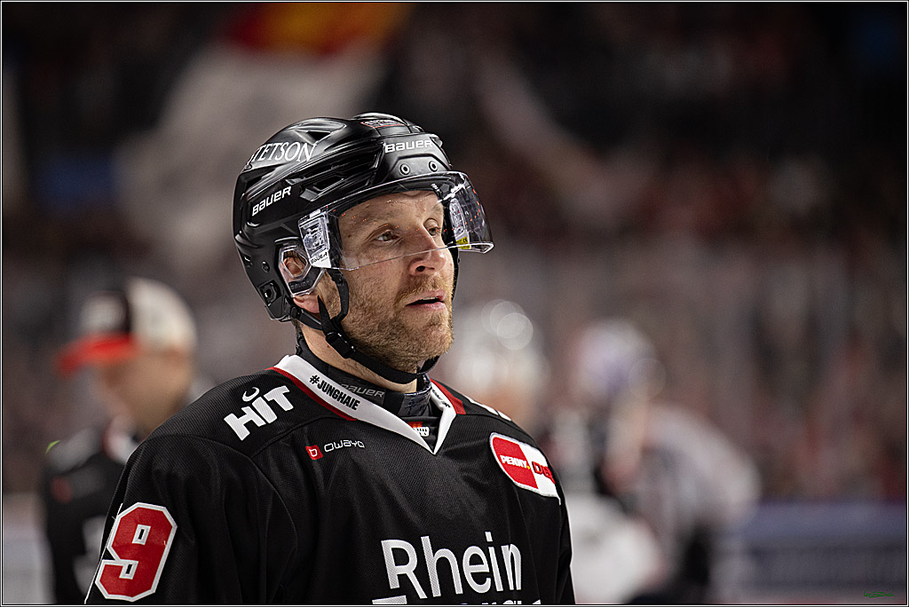 PENNY DEL 1; Kölner Haie - Nürnberg Ice Tigers; Köln, 25.01.2026