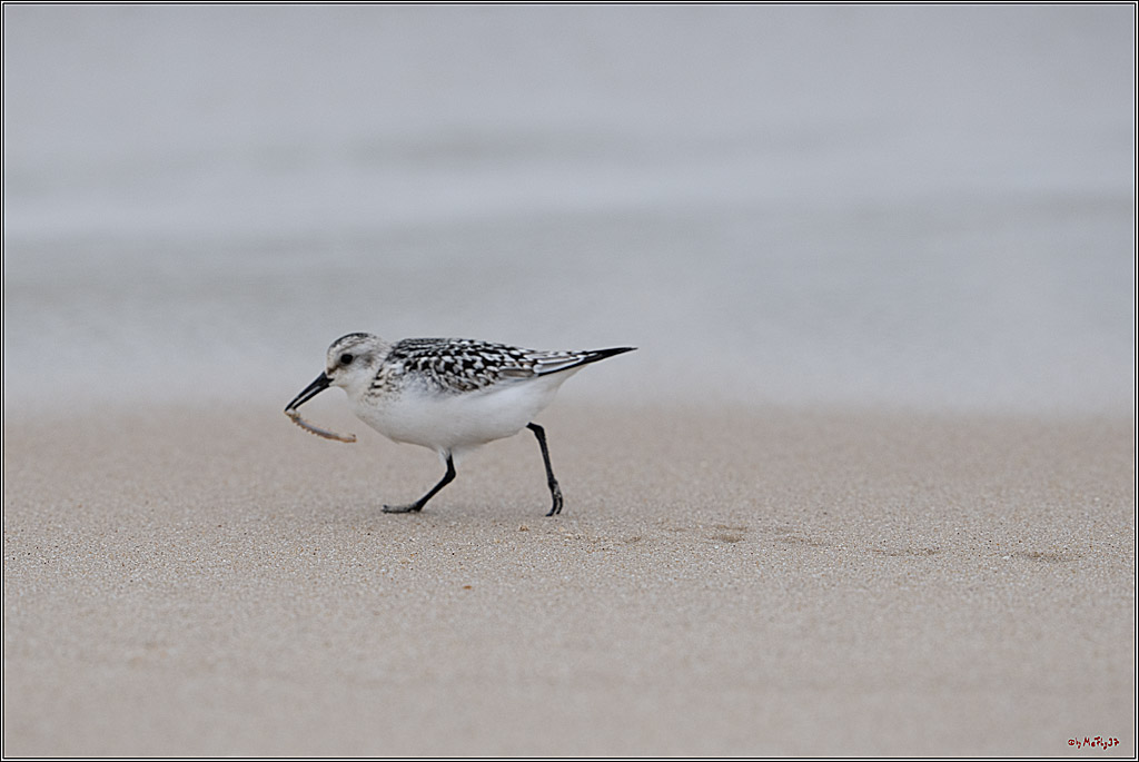Citroën Windsurf World Cup Sylt - 2025 - Foil Slalom Men; Westerland, 27.09.2025