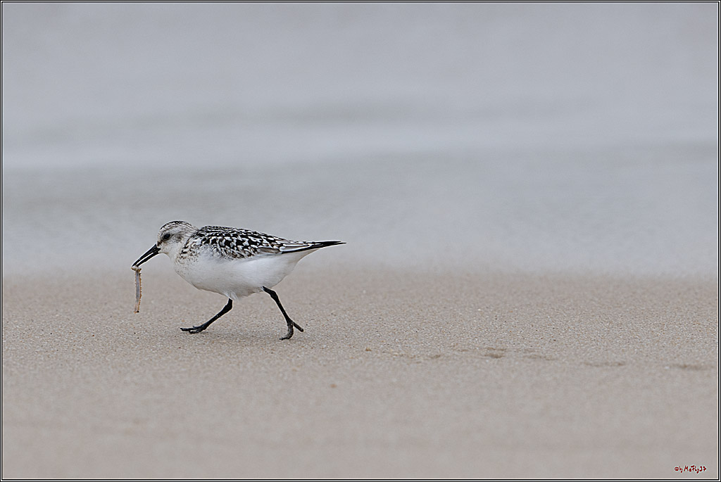 Citroën Windsurf World Cup Sylt - 2025 - Foil Slalom Men; Westerland, 27.09.2025