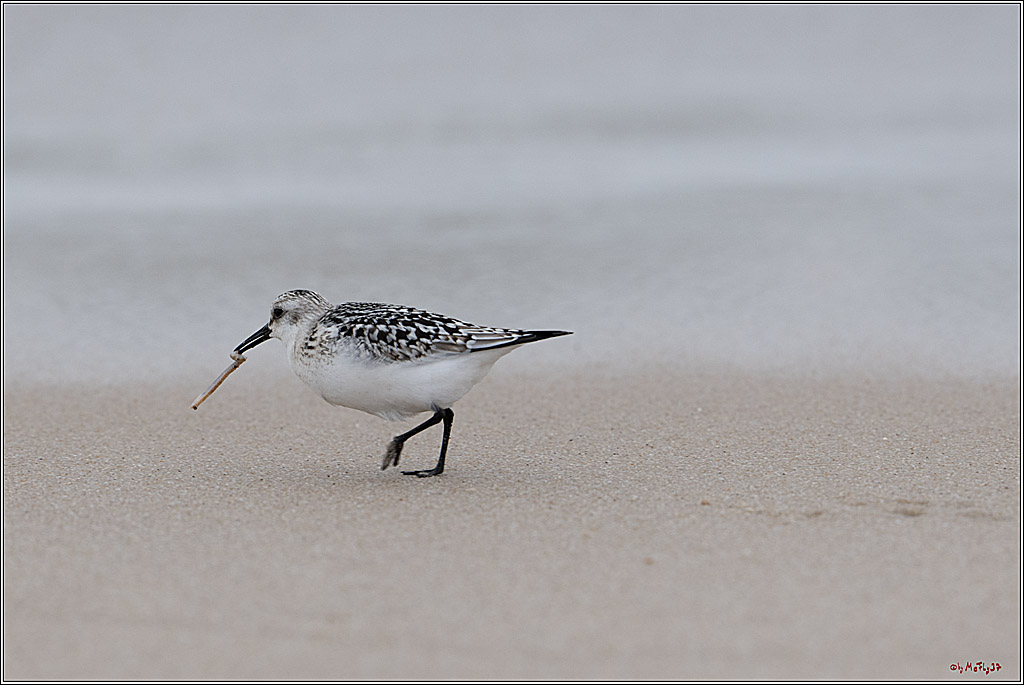 Citroën Windsurf World Cup Sylt - 2025 - Foil Slalom Men; Westerland, 27.09.2025