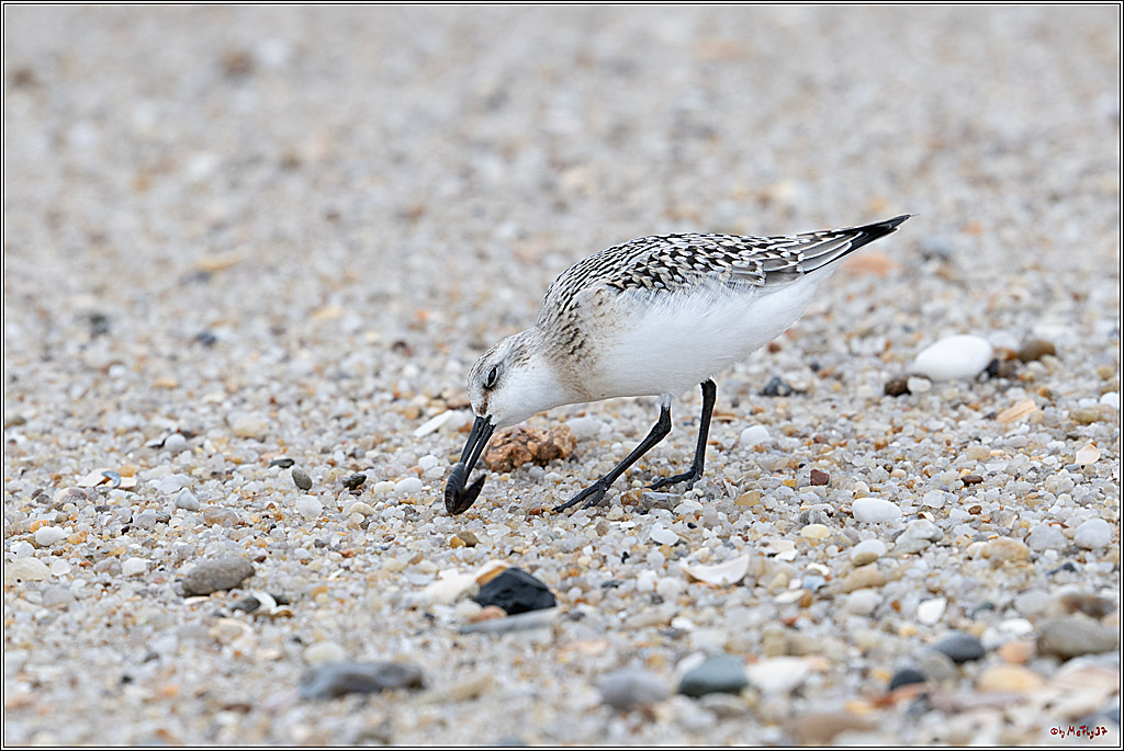 Citroën Windsurf World Cup Sylt - 2025 - Foil Slalom Men; Westerland, 27.09.2025