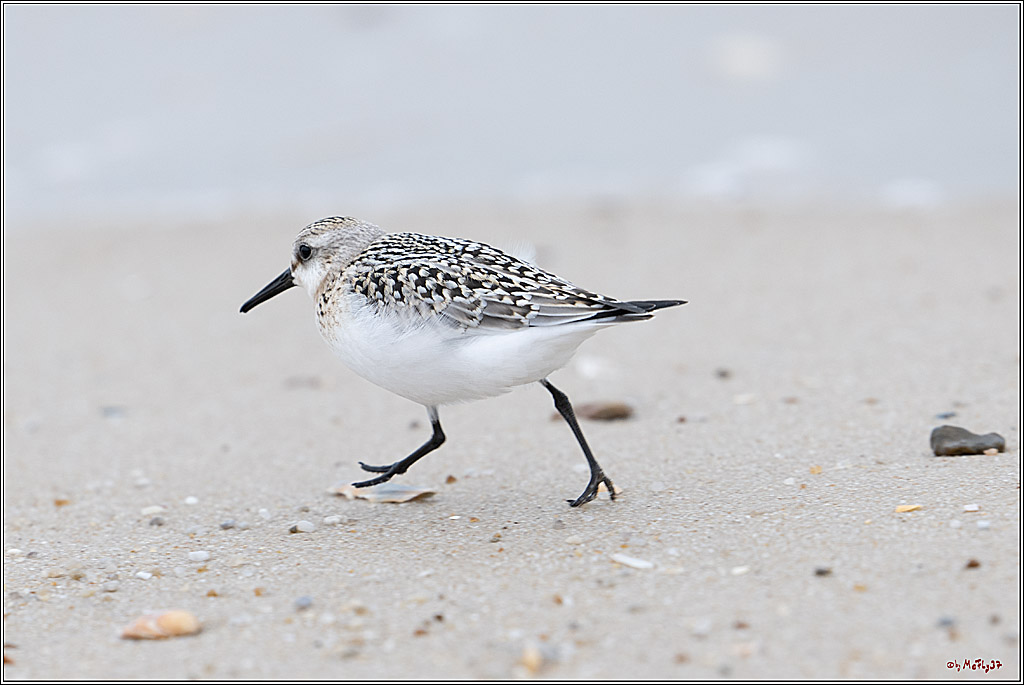 Citroën Windsurf World Cup Sylt - 2025 - Foil Slalom Men; Westerland, 27.09.2025