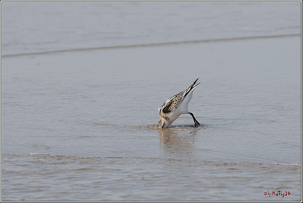 Citroën Windsurf World Cup Sylt - 2025 - Slalom Foil Men; Westerland, 02.10.2025