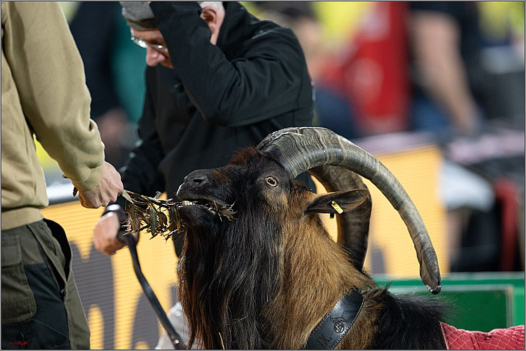 1. Fussball Bundesliga, 1.FC Köln - Borussia Dortmund, 07.03.2026