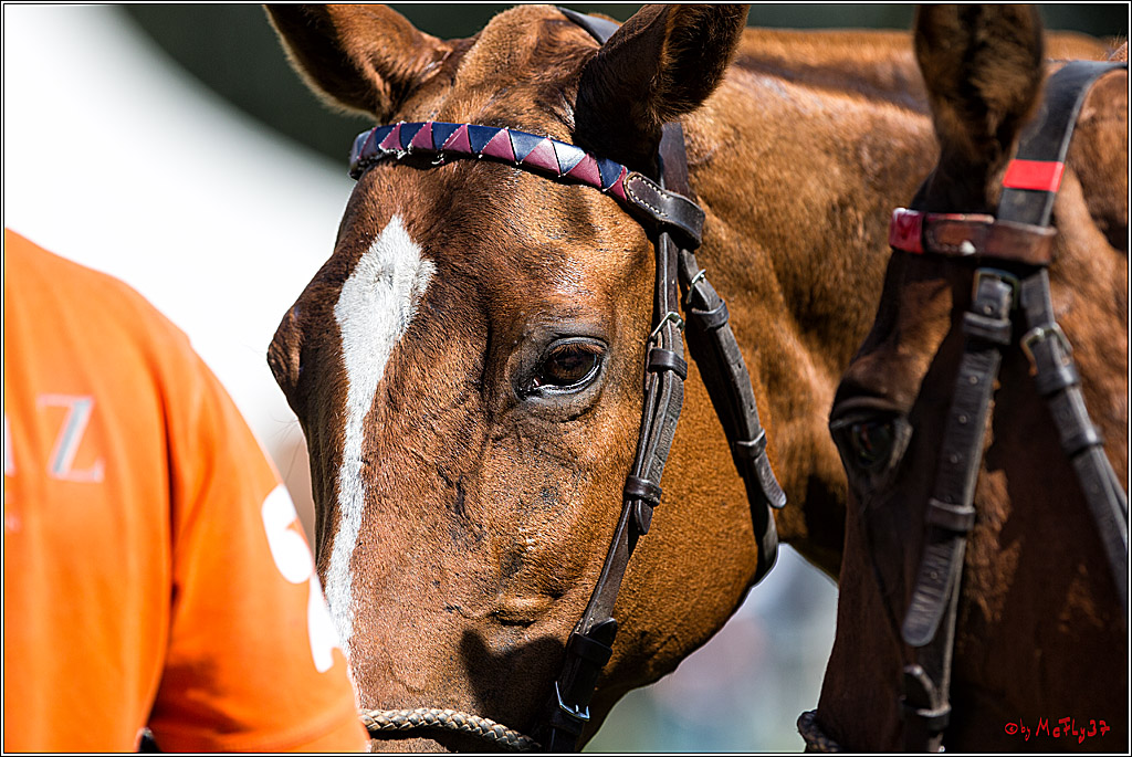 Polo Picknick Muenster 2017, 30.07.2017