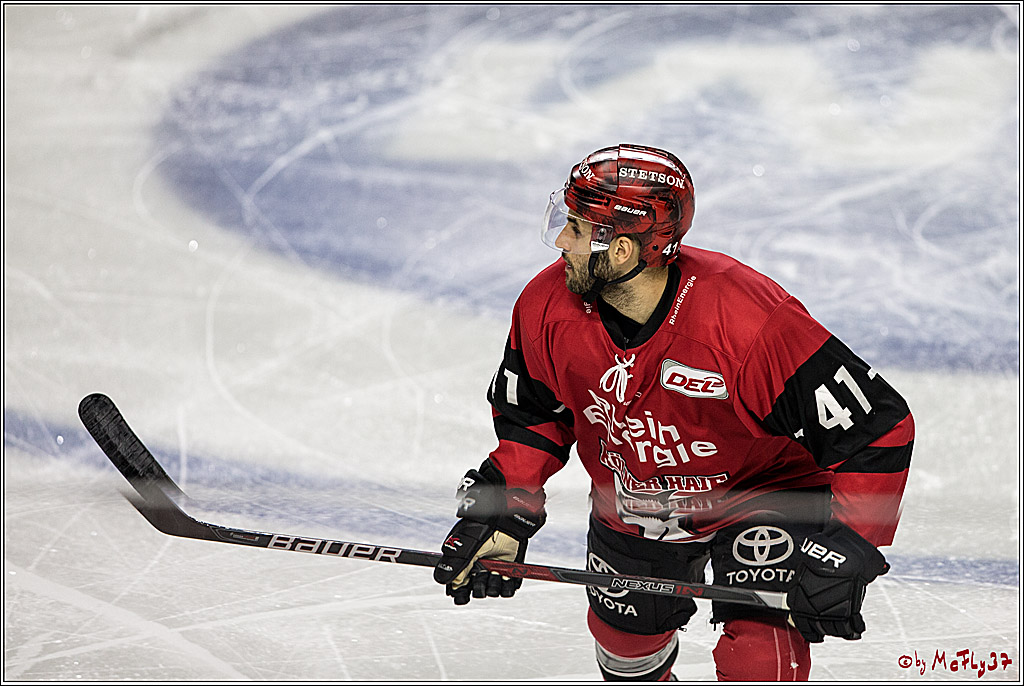 DEL, Koelner Haie - Straubing Tigers, 30.01.2018