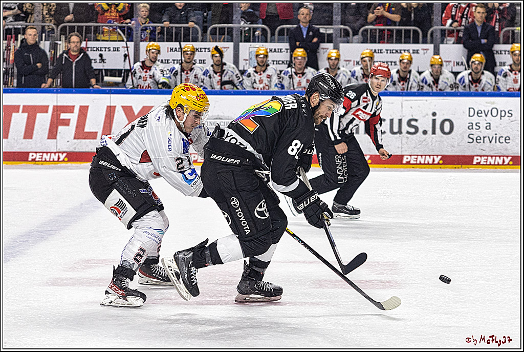 PENNY DEL 1. Koelner Haie - Fischtown Pinguins Bremerhaven; Koeln, 01.11.2023