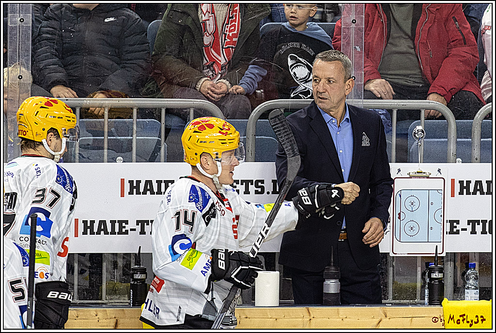 PENNY DEL 1. Koelner Haie - Fischtown Pinguins Bremerhaven; Koeln, 01.11.2023