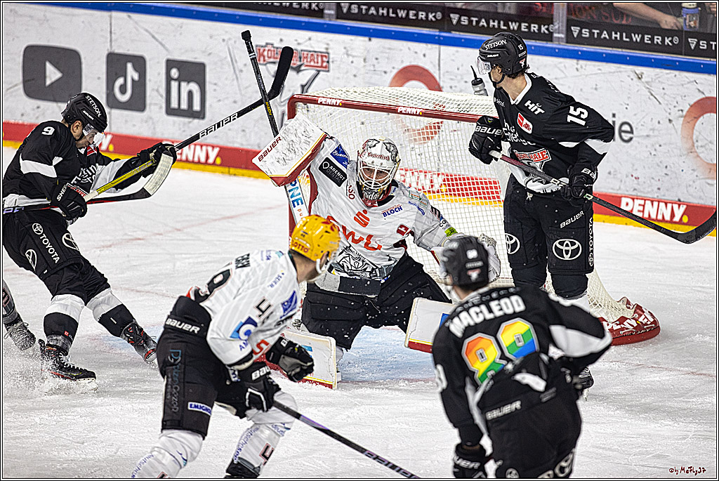 PENNY DEL 1. Koelner Haie - Fischtown Pinguins Bremerhaven; Koeln, 01.11.2023