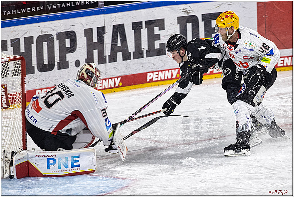 PENNY DEL 1. Koelner Haie - Fischtown Pinguins Bremerhaven; Koeln, 01.11.2023