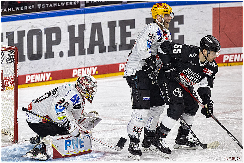 PENNY DEL 1. Koelner Haie - Fischtown Pinguins Bremerhaven; Koeln, 01.11.2023