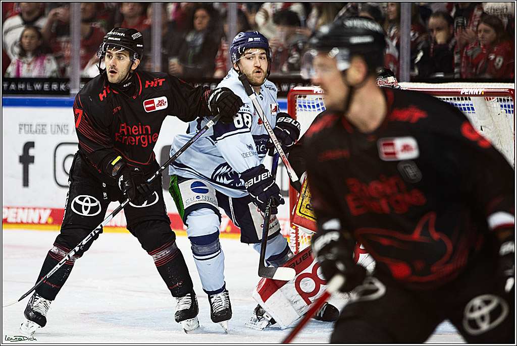 PENNY DEL; Koelner Haie-Straubing Tigers; Koeln, 24.11.2023