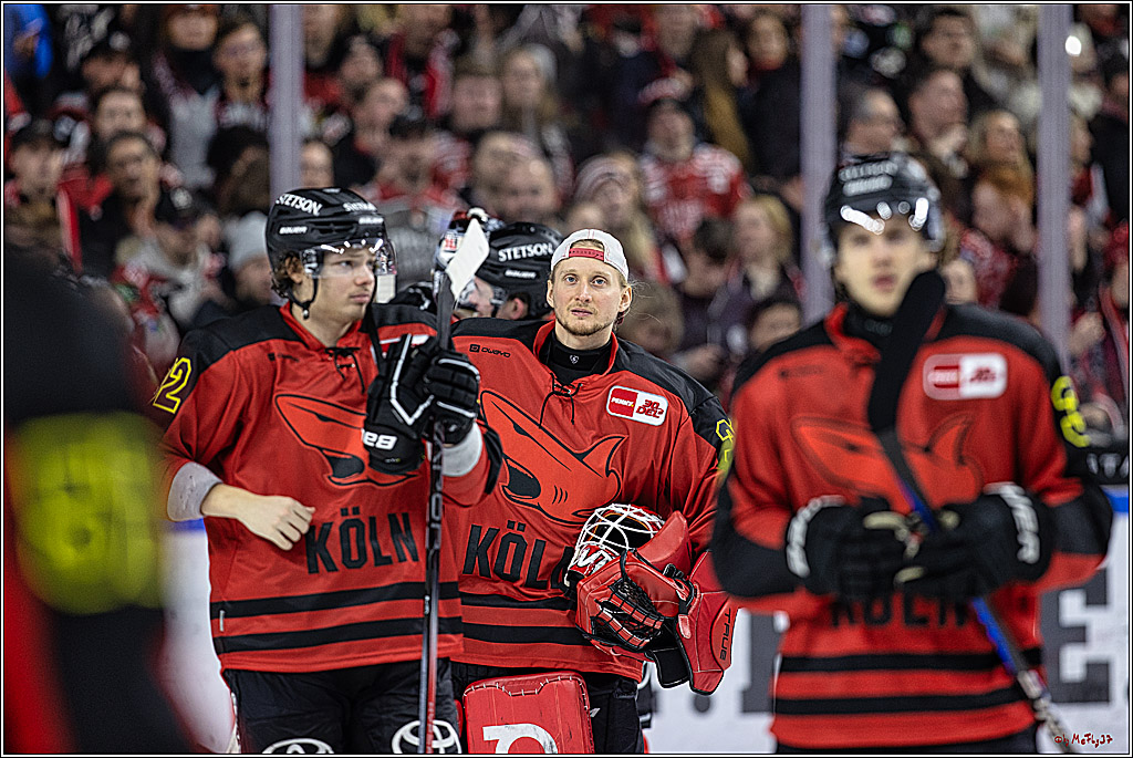 PENNY DEL 1. Koelner Haie - Nürnberg Ice Tigers; Koeln, 17.12.2023