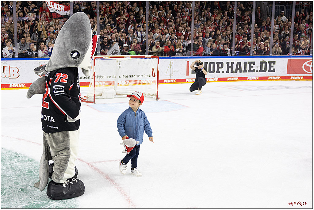 PENNY DEL 1; Kölner Haie - Grizzlys Wolfsburg; Köln, 27.10.2024