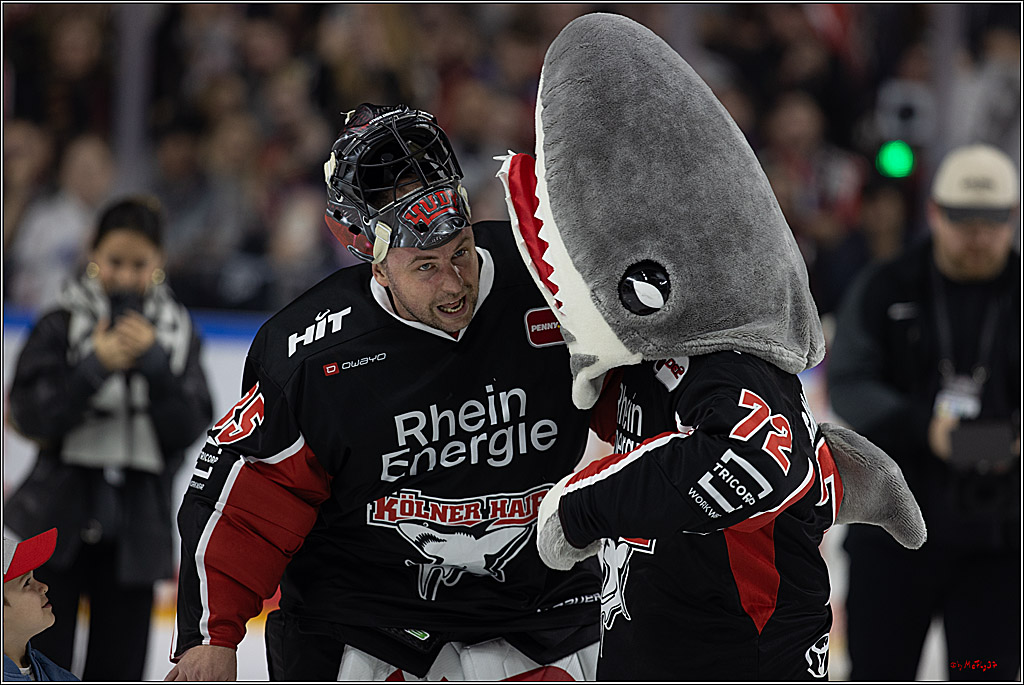 PENNY DEL 1; Kölner Haie - Grizzlys Wolfsburg; Köln, 27.10.2024