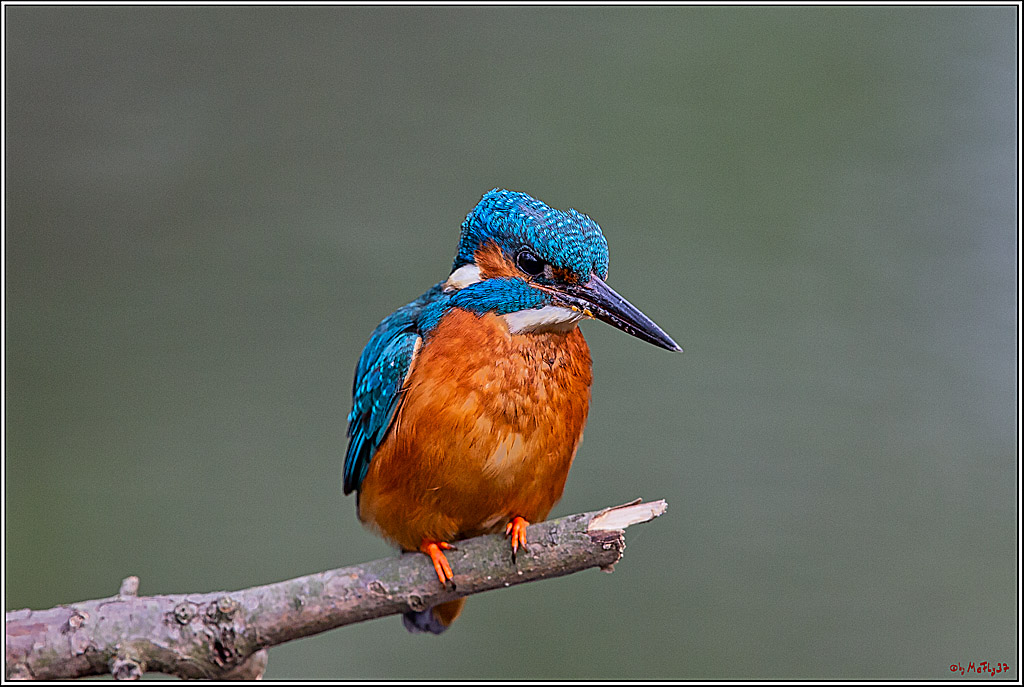 Eisvogel, Portrait, Wildlife