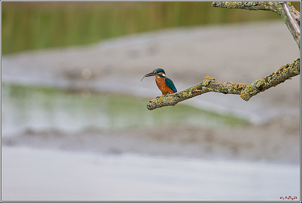 Eisvogel, Portrait, Wildlife
