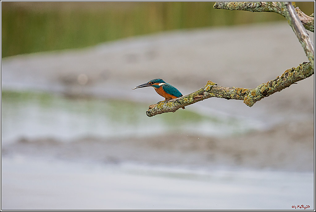 Eisvogel, Portrait, Wildlife