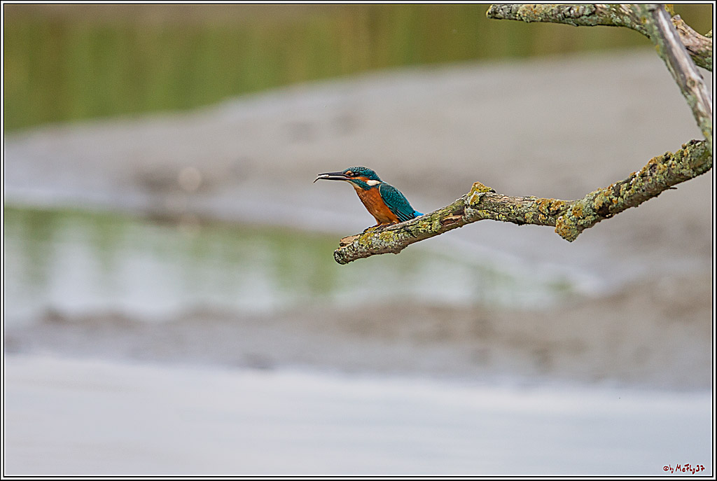 Eisvogel, Portrait, Wildlife