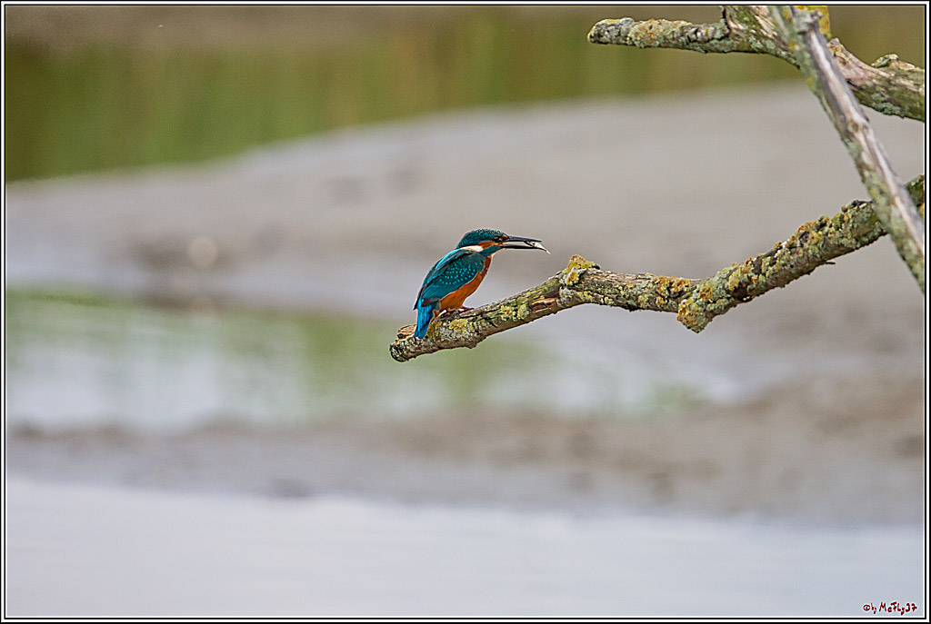Eisvogel, Portrait, Wildlife