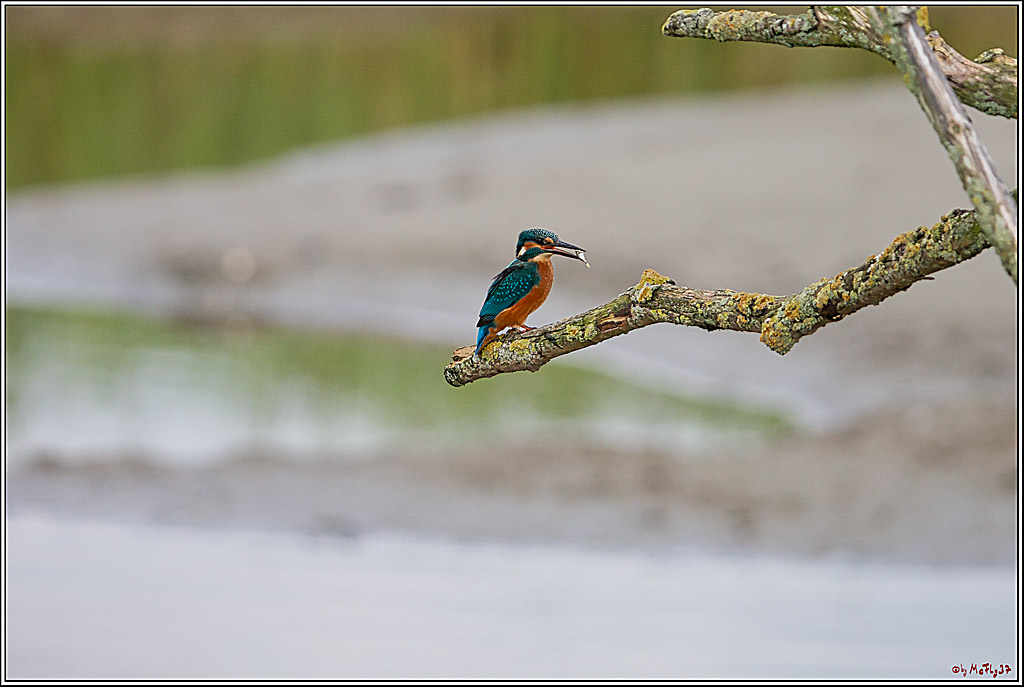 Eisvogel, Portrait, Wildlife