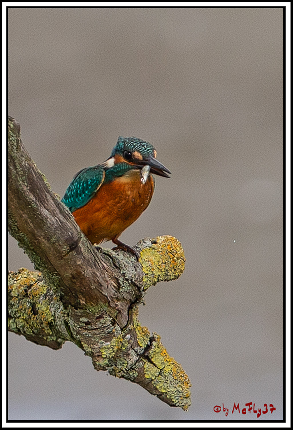 Eisvogel, Portrait, Wildlife