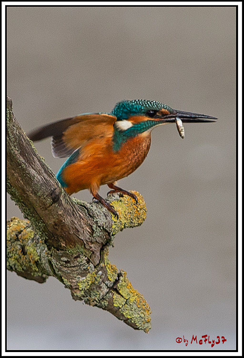Eisvogel, Portrait, Wildlife