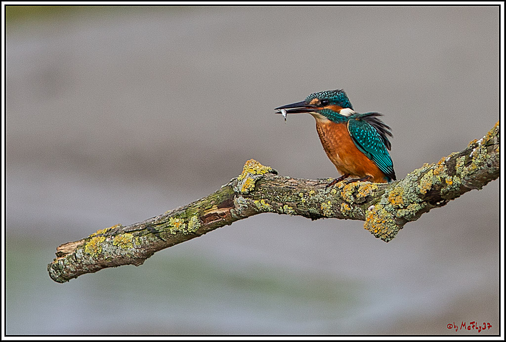 Eisvogel, Portrait, Wildlife