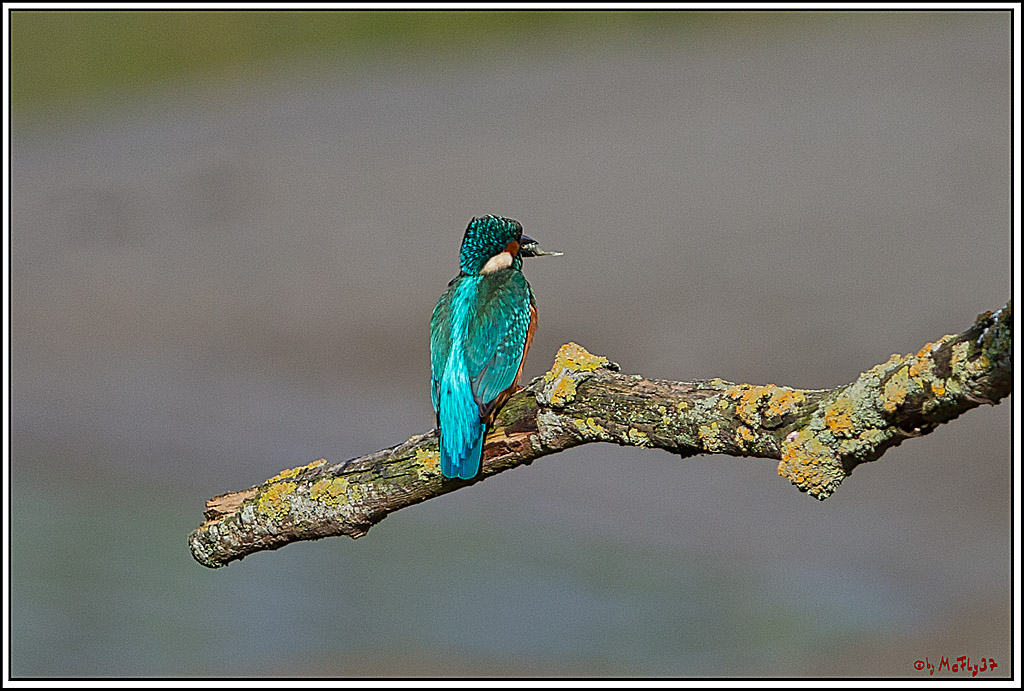 Eisvogel, Portrait, Wildlife