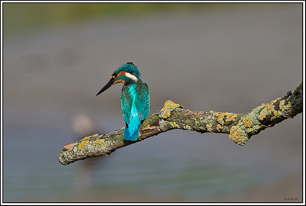 Eisvogel, Portrait, Wildlife