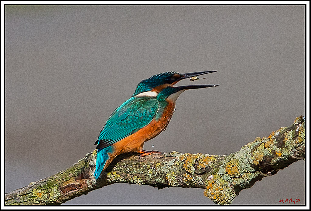 Eisvogel, Portrait, Wildlife