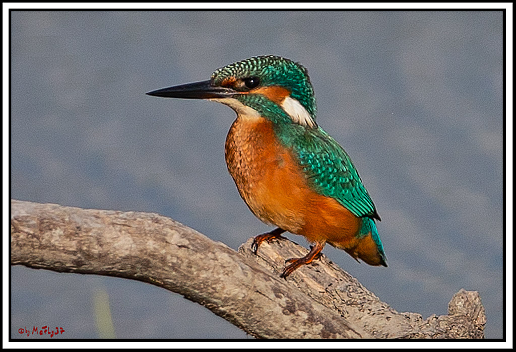 Eisvogel, Portrait, Wildlife