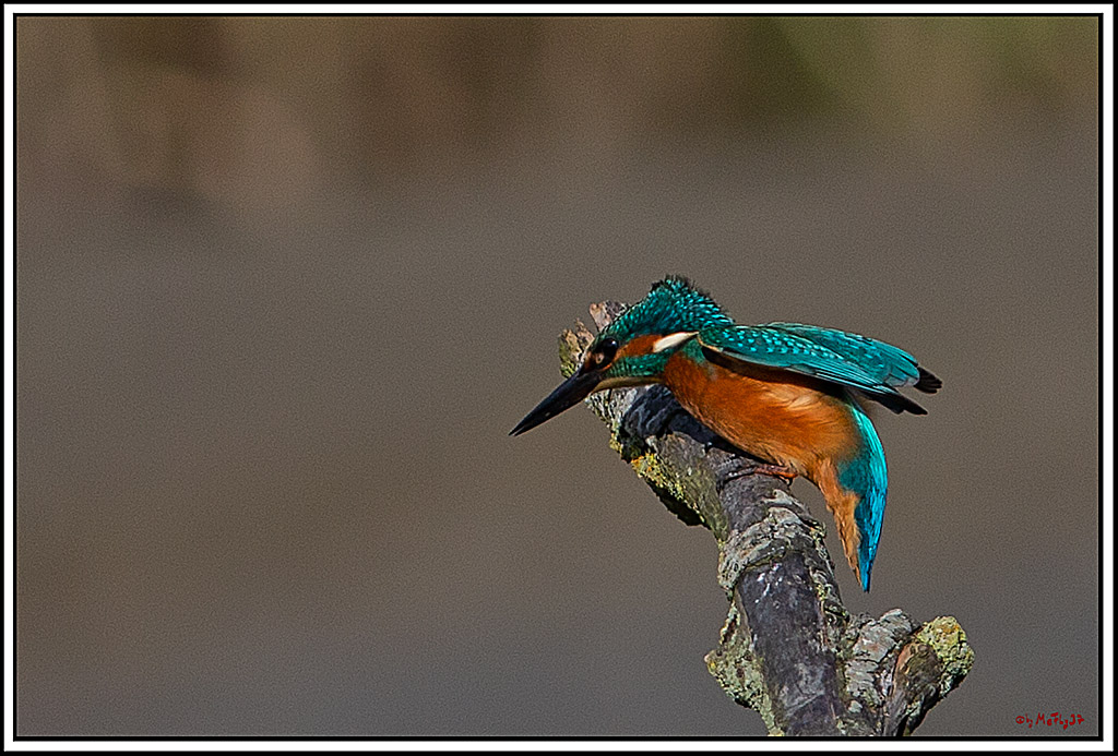 Eisvogel, Portrait, Wildlife