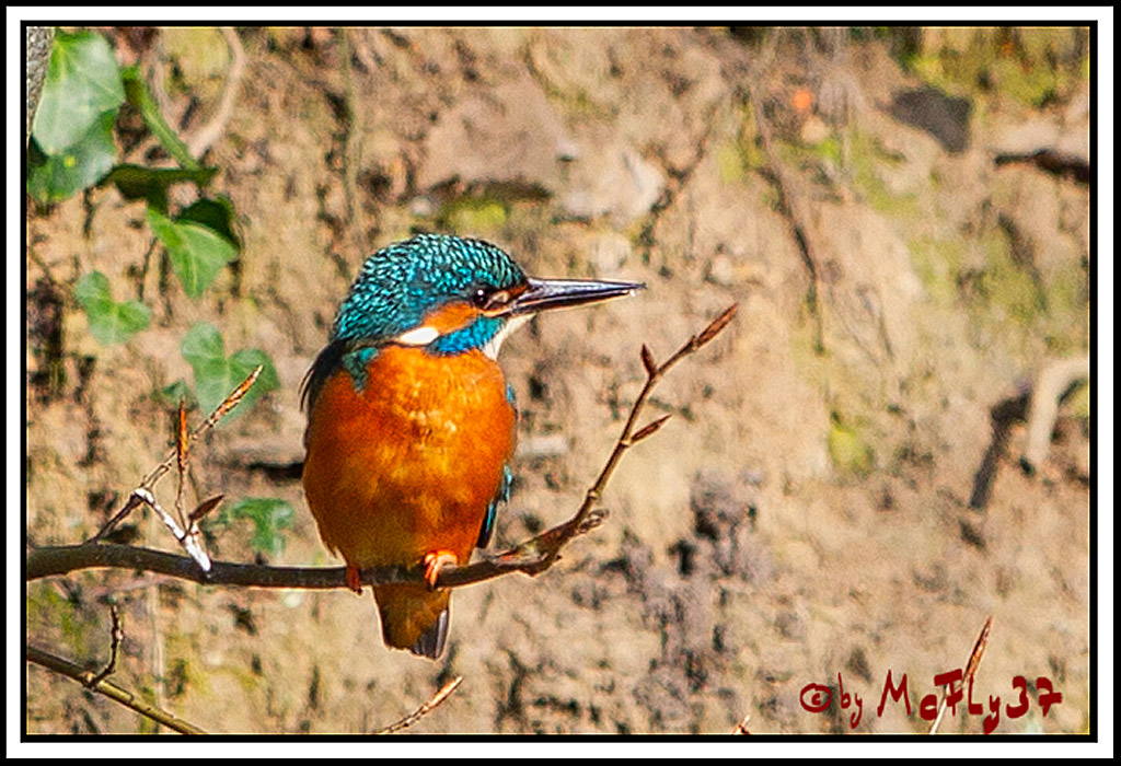 Eisvogel, Portrait, Wildlife